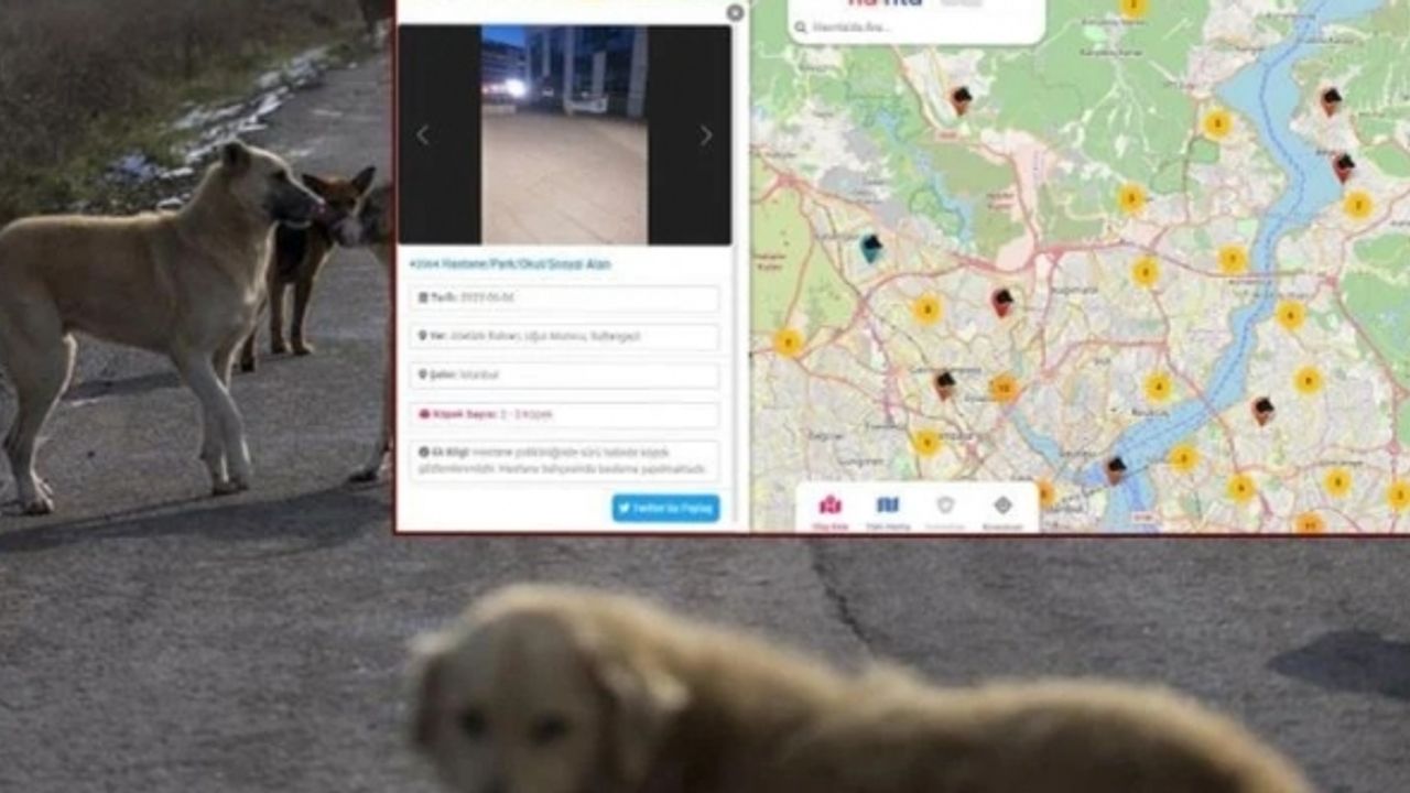 'Havrita’da işaretlenen sokak köpekleri öldürülüyor' tartışması büyüyor: İstanbul Barosu harekete geçiyor