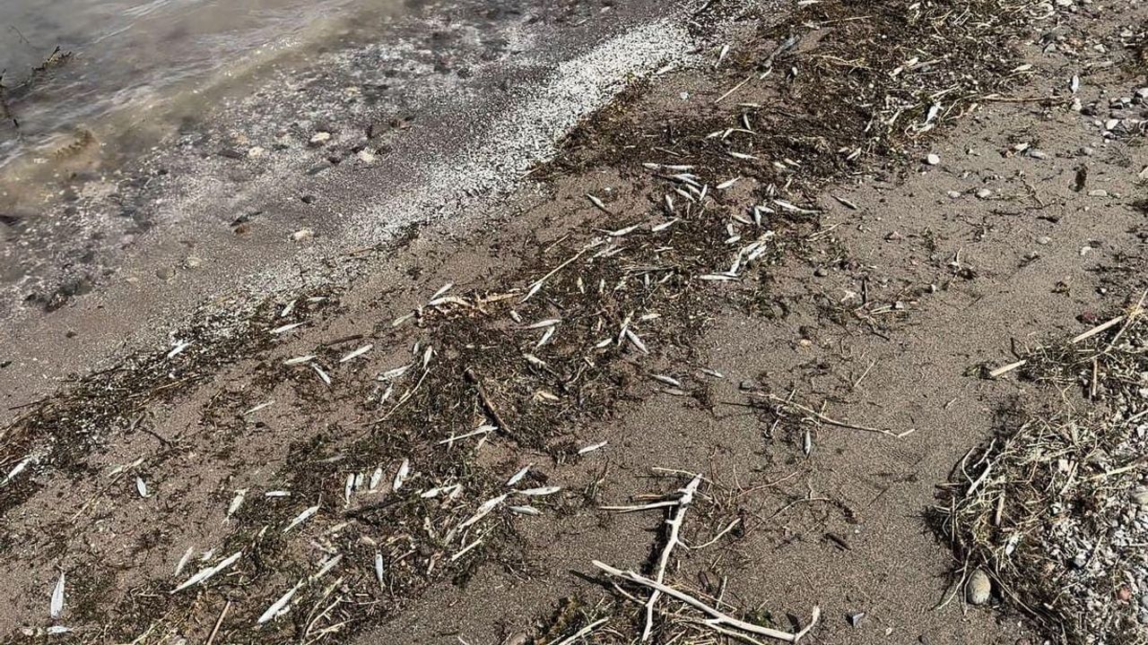 Bingöl’de binlerce ölü balık kıyıya vurdu
