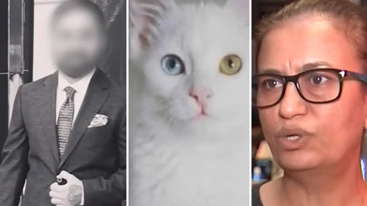 Dolandırıcılar hayvansever kadını, kedi fotoğrafı ile kandırıp 28 yıllık birikiminden etti