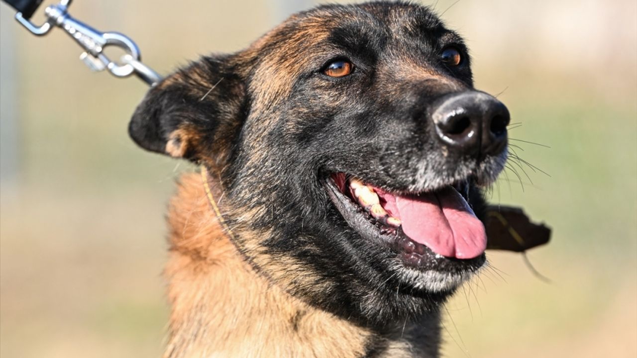 Hava Kuvvetleri'nin "hassas burunları" Köpek Üretim ve Eğitim Merkezi Kıta Komutanlığı'nda yetiştiriliyor