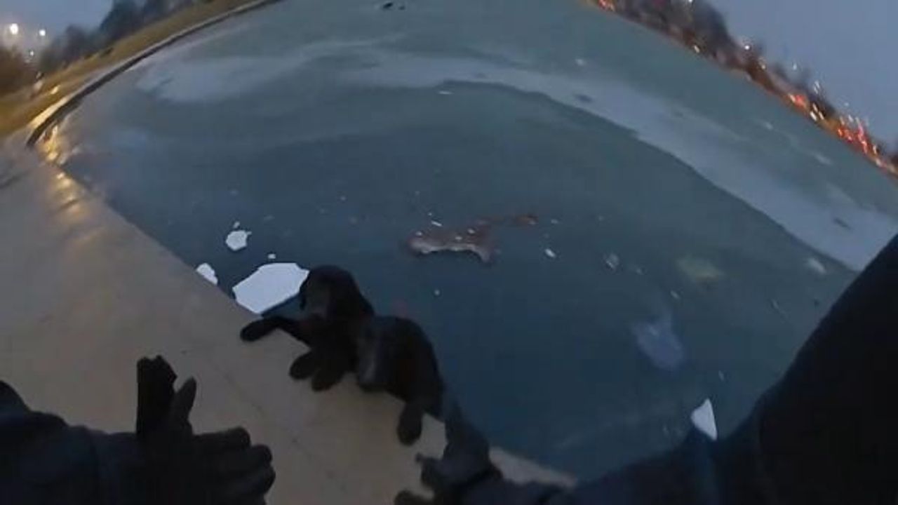 Buzlu gölette mahsur kalan iki köpeği polis kurtardı