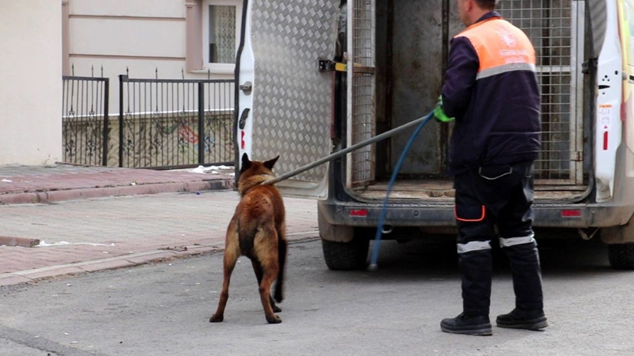 Sivas'ta tasmalı köpek 2'si çocuk 4 kişiye saldırdı