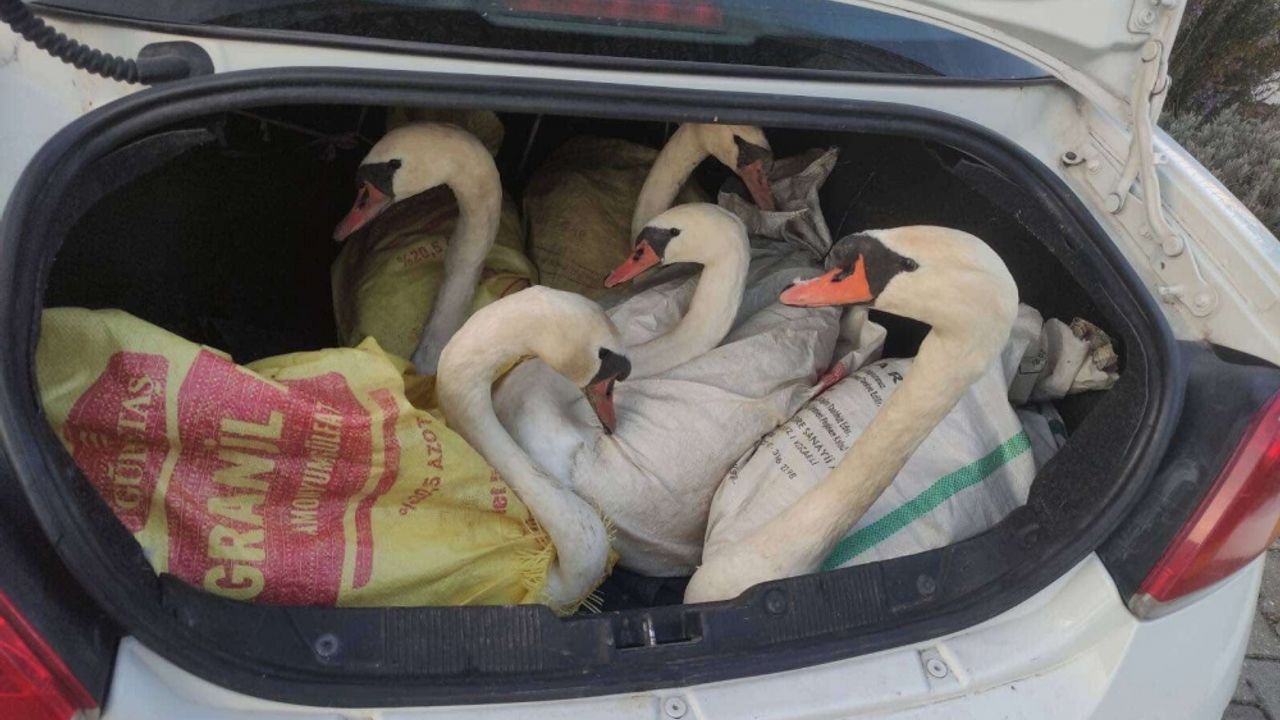 Edirne'de bir otomobilin bagajında yakalanan yabani kuğular Gala Gölü'ne salındı