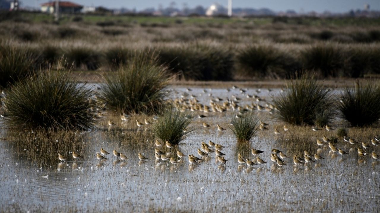 Kızılırmak Deltası Kuş Cenneti'ni geçen yıl 100 bin ziyaretçi gezdi