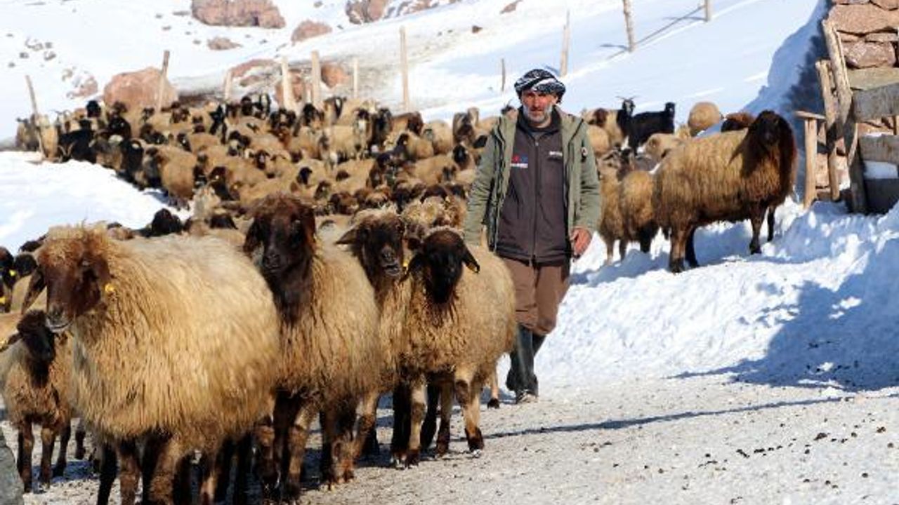 Göç etmeyen tek köy, Norduz koyununun neslini kurtardı