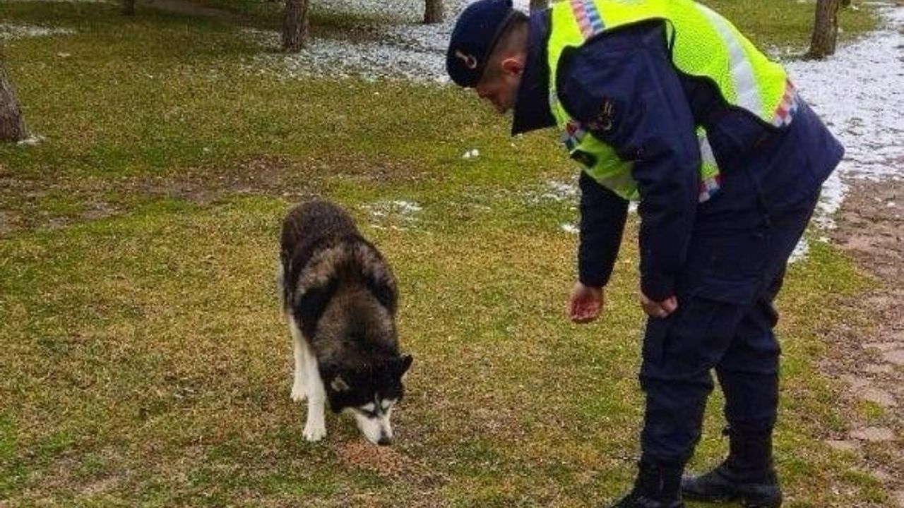 Jandarma sokak hayvanlarına da sahip çıkıyor