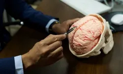 Bilim insanlarının yeni başarısı: Beyin vücuttan ayrı canlı tutuldu!