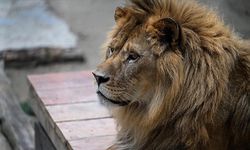 İtalya'da sirkten kaçan aslan panik yarattı