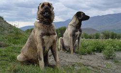 Dünyanın en güçlü köpekleri... Sivas Kangal köpeğinin özellikleri...