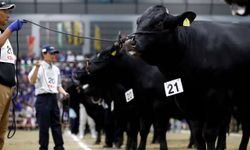 Japonya'da Matsusaka ırkı sığır fiyatı şaşırttı