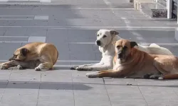 Anne isyan etti: Sokak köpekleri toplansın!