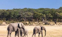 Zimbabve'de kuraklık: En az 100 fil öldü