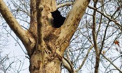 Adana'da ağaçta mahsur kalan kedi kurtarıldı
