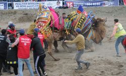 Antalya'da develer güreştirildi