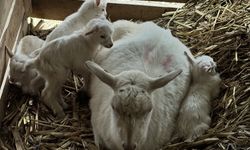 Çanakkaleli keçi yetiştiricisinin dördüz oğlak sevinci