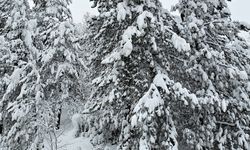 Safranbolu'da karla kaplanan orman havadan görüntülendi