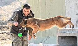 TSK'nın arama kurtarma köpekleri doğal afetlerde hayat kurtarıyor