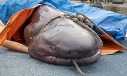 Mersin’de altı solungaçlı köpek balığı ölü olarak kıyıya vurdu