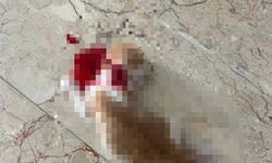 Bursa'da hayvana şiddet: Anne kedinin kuyruğunu, yavrularının başlarını kestiler
