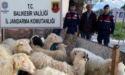 Jandarma koyun satışı aracılığıyla EFT dolandırıcılığı yapanları yakaladı