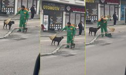 Belediye görevlisi süpürge ile sokak köpeğini temizledi