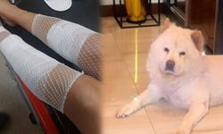 Evdeki diğer köpeği kıskandı sahibini hastanelik etti: Bacağı parçalandı