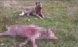 Erzincan’da hayvan vahşeti! Önce köpeklerine boğdurdu sonra da…