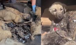 Yürek yaralayan görüntüler! 10 yavru köpek zifte bulanmış şekilde bulundu
