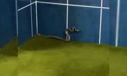 Antalya'da bir camiyi yılanlar bastı