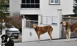 Kütahya Belediyesi sokak köpeklerini toplamaya başladı