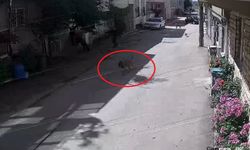 Bursa'da 3 çocuğu ısıran sokak köpeklerine polis müdahalesi kamerada!