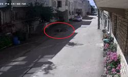 Bursa’da sokak köpekleri 3 çocuğu öldürüyordu