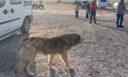 Köpek terörü Kapadokya’da turizmi vurdu