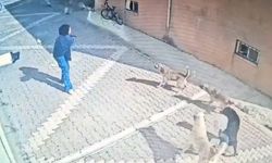 Sokak köpekleri terör estirdi: Kız öğrenciye böyle saldırdı