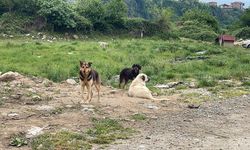 Bakan Yumaklı: “Başıboş köpek sayısının, 4 milyona yakın olduğu tahmin edilmektedir”