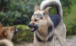 Köpekleri site dışına çıkaranlara kesilen ceza iptal edildi