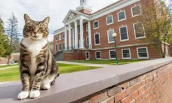 Bir kedi üniversitede onursal doktora ünvanı alacak! Yer: ABD Okul: Vermont Üniversitesi