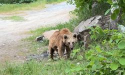 Nemrut'un maskot ayıları tehlike saçıyor