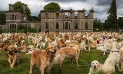 İngiltere, köpekler için barınak sorunu yaşıyor