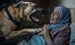 İsrail asker köpeğinin saldırdığı Filistinli yaşlı kadın anlattı