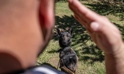 Jandarma narkotik dedektör köpekleri: Saz, Miço, Amber!