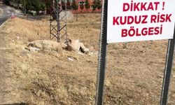 Şanlıurfa'da kuduz alarmı: sokak köpekleri toplanırken gerginlik tavan yaptı