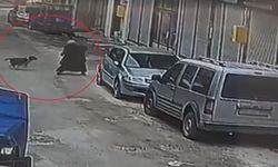 Ordu'da sokak köpeği yaşlı kadına saldırdı