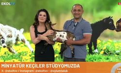 Oylum Talu programına cüce keçilerle çıktı