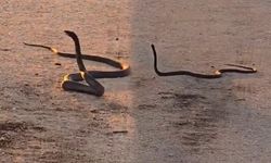 Yolun ortasında görülen 2 metrelik yılanlar korku yarattı!
