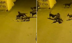 İstanbul'un göbeğinde sokak köpekleri kediyi böyle parçaladı