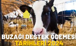 BUZAĞI DESTEK ÖDEMESİ TARİHLERİ 2024: Buzağı desteği ödemeleri ne zaman yapılacak?