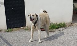 Köpek saldırısı bir can daha alıyordu!