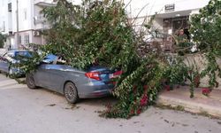 Meteoroloji 'Turuncu' kodla uyarmıştı! Fırtına ne var ne yok yıkıp geçti