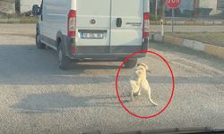 Köpeği arabanın arkasında sürükledi!